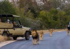 Find the Best Accommodation in Kruger Park for a Memorable South African Safari