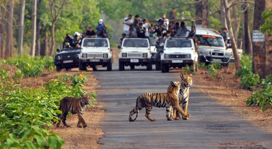 Explore Wildlife with the Best Jim Corbett Tour Packages Today