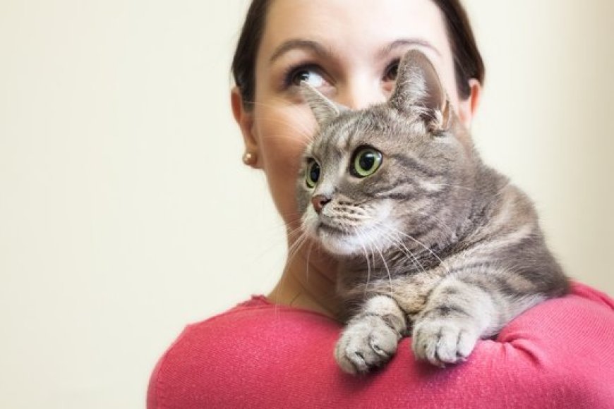 How Can a Cat Sitter in NYC Make Your Life Easier?