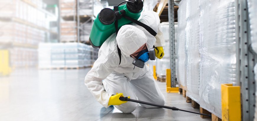 Keep Your Property Pest-Free with Long Beach’s Leading Exterminators