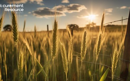 Barley Price Trend: Market Insights, Historical Data, and Forecasts