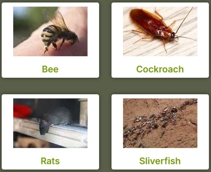 Moth Pest Control Perth: Stop the Silent Damage