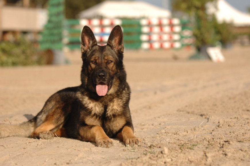 Florida German Shepherd Breeders | Quality Dogs for Every Home